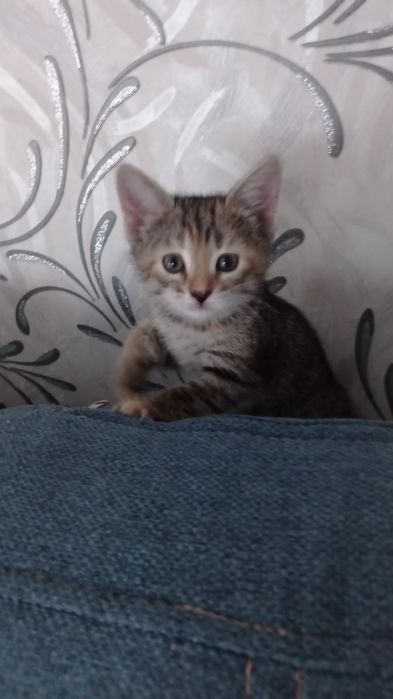 Котенок в добрые руки