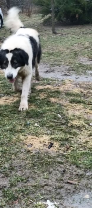 Ciobănești de bucovina