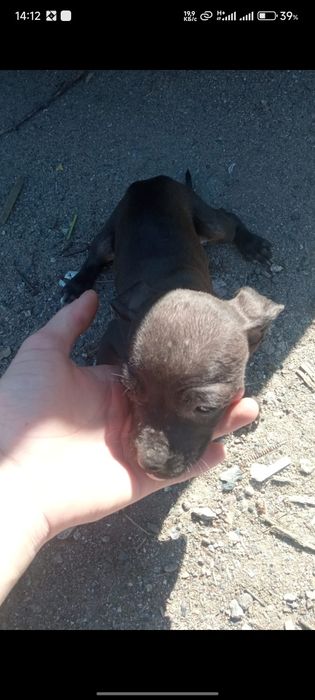 Срочно продам щенков Питбуля . Торг