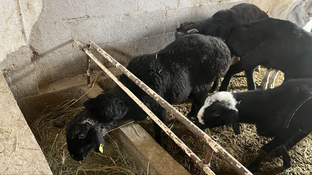 Токты кошкарлар семиз