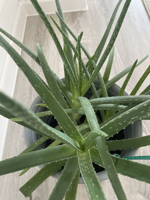 Алоэ комнатное растение