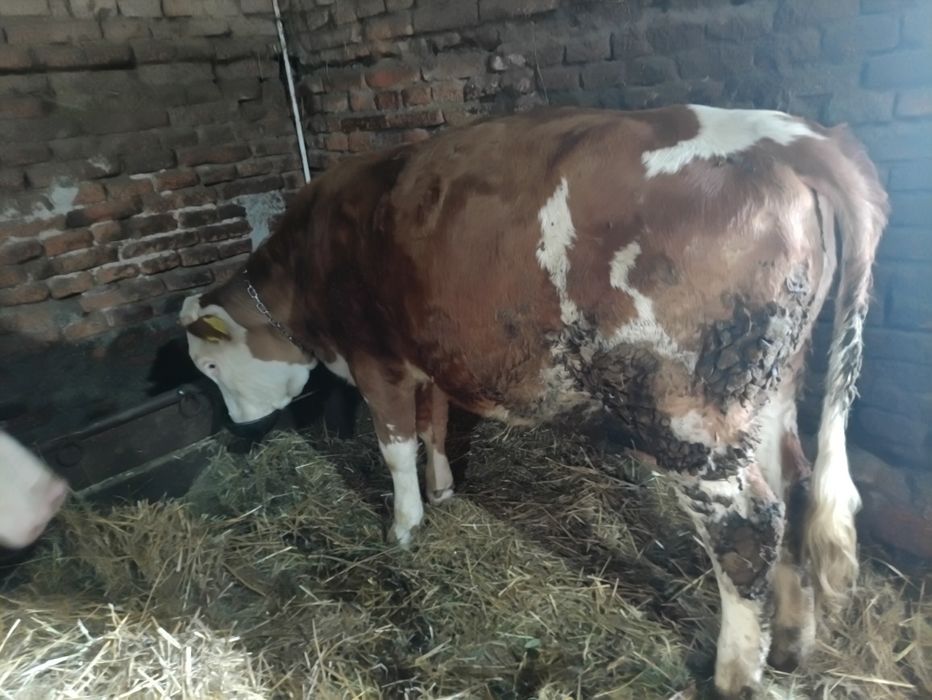 Vând jurinca de 10 luni