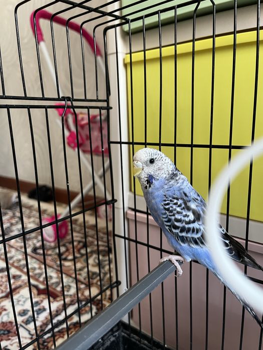 Продается һ волнистые попугаи