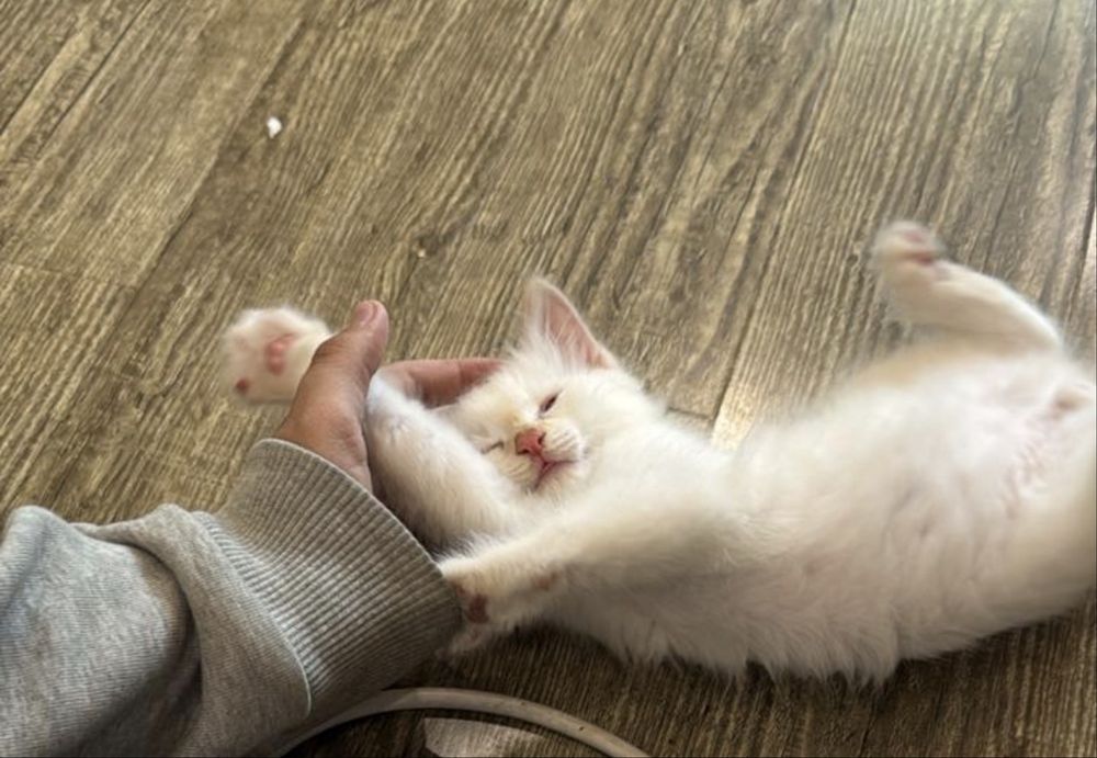 Котенок в добрые руки