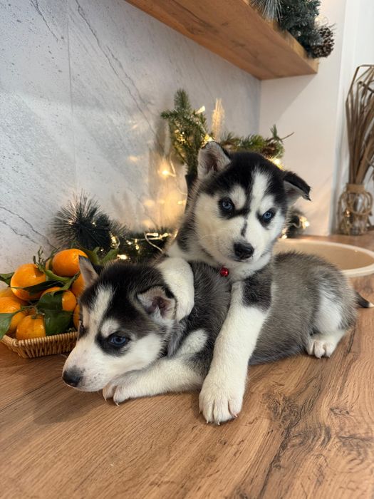 Голубоглазые мальчики хаски