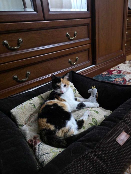 Подарю красивую домашнюю кошечку