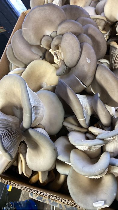 Продам грибы вешенка.
