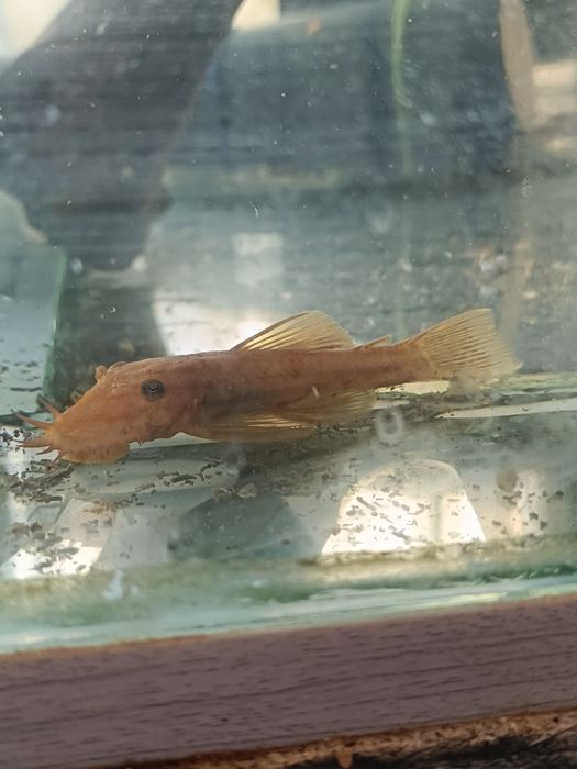 Сомики анциструсы Рэд самцы