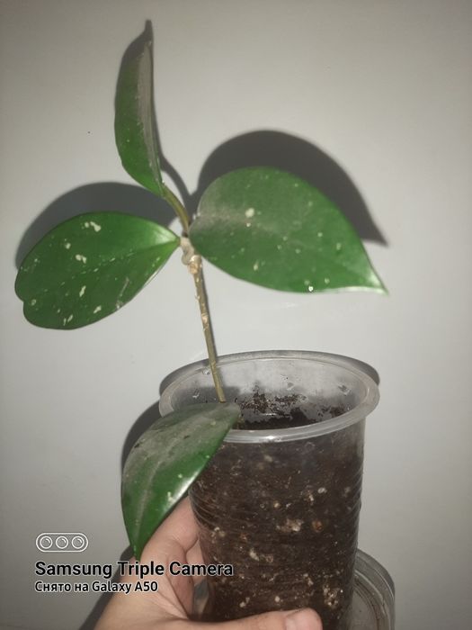 Сингониум, клеродендрум