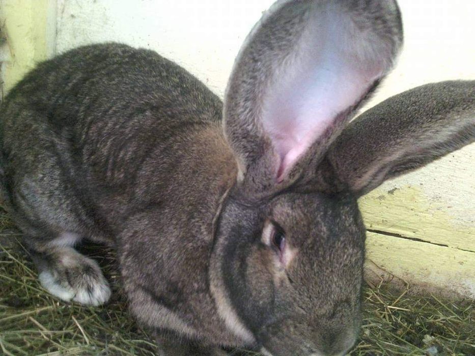 Femele de Uriaș German 11 luni