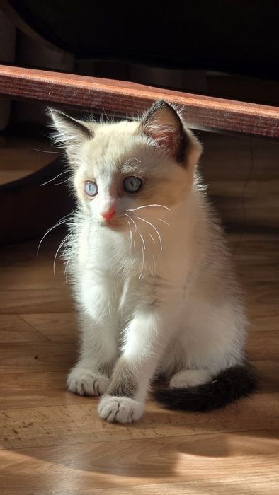 Отдам котят мальчик и девочка