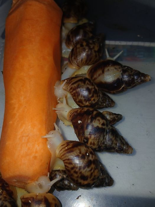 Улитки Ахатины ретикулята из kzo.