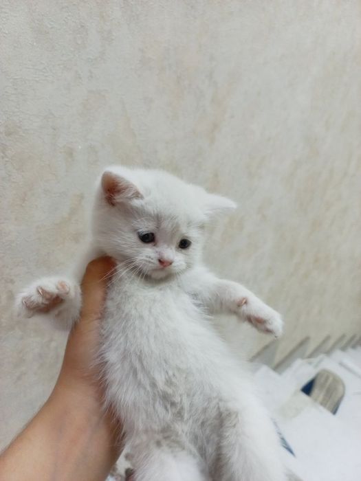 Mushuk: Skottish fold , skottish strayt