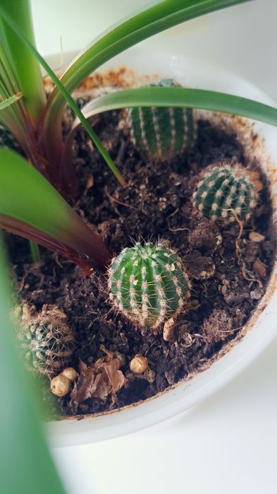 Кактусы взрослые малыши