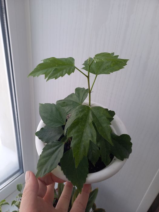 Продам комнатные растения