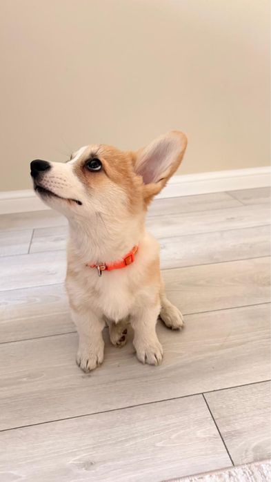 Продам собаку корги