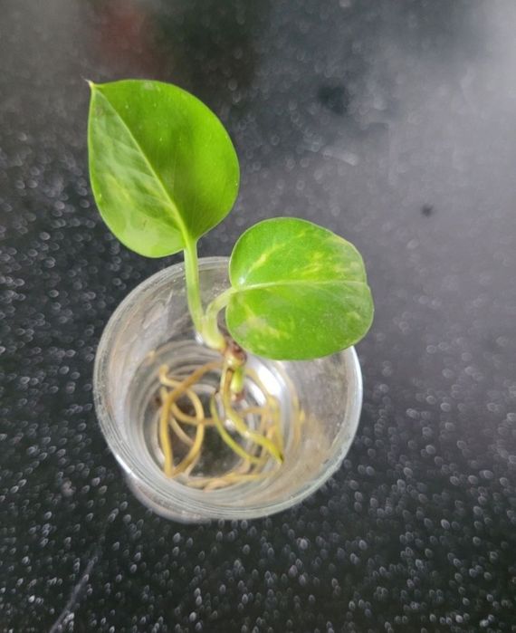 Продам комнатные растений