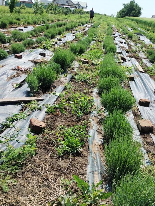 Tufe butași lavanda levănțică aclimatizați Berceni  Ilfov/ Apărătorii