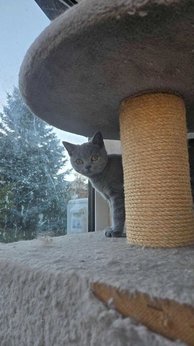 Британски котета,Британска котка