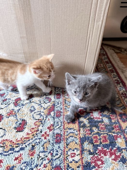 Подарявам котенца