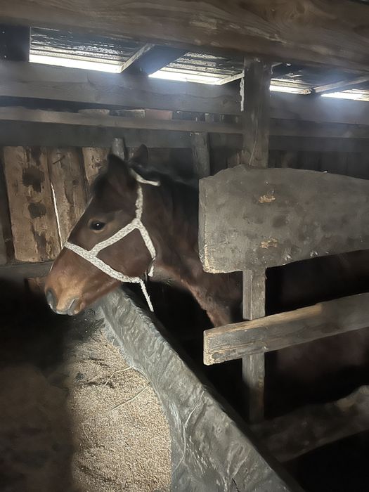 Продам 3 Лошадки