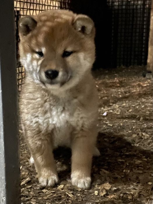 Щенки сиба ину