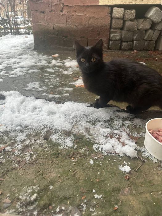 Chiroyli aqlli 3 oylik va 10 oylik mushuklar hadyaga beriladi