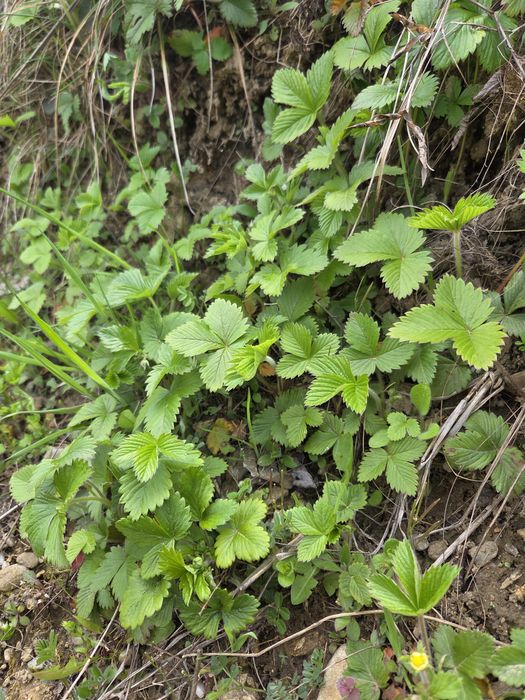Stoloni fragi de pădure