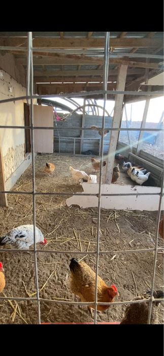 Инкубацонный жұмыртқа