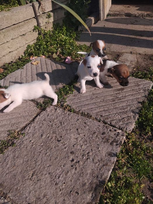 Джак ръсел кученца