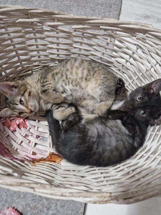 Милые котята ищут дом