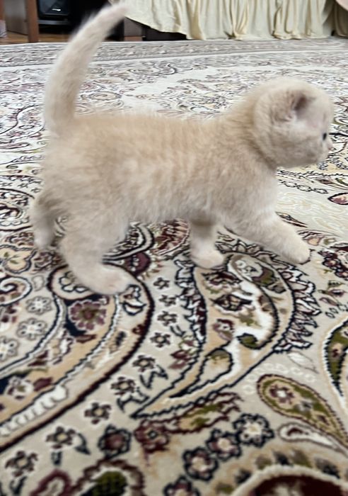 Скотиш фолд