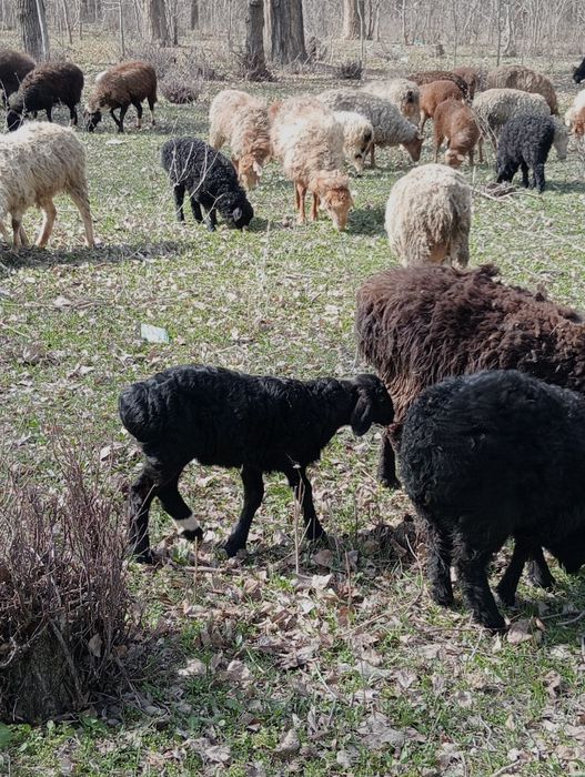 Козылы койлар сатылады