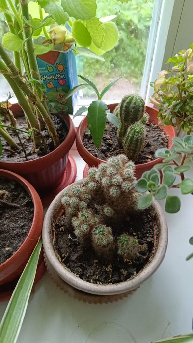 Различные цветочки