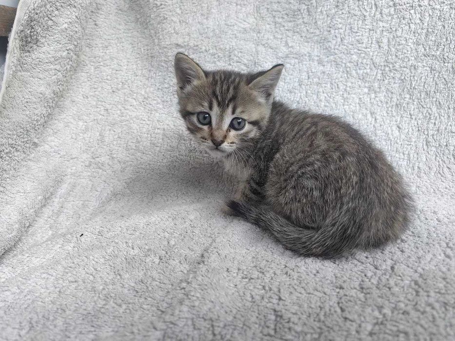 Отдам котенка Алматы