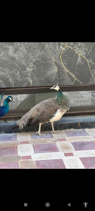 Павлин сатылады парымен 70мын