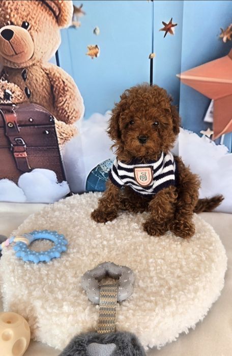 Пудел той/ пудел тийкъп с розословие