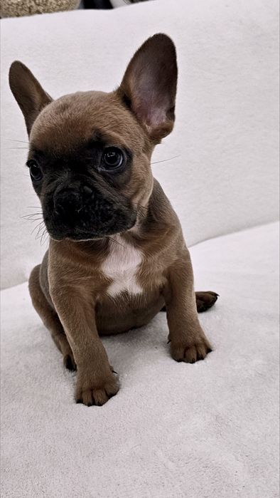 Fetita Bulldog Francez