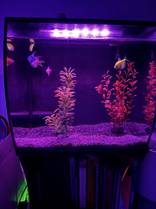 Acvariu 60L Fluval