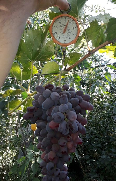 Ризамат виноград.