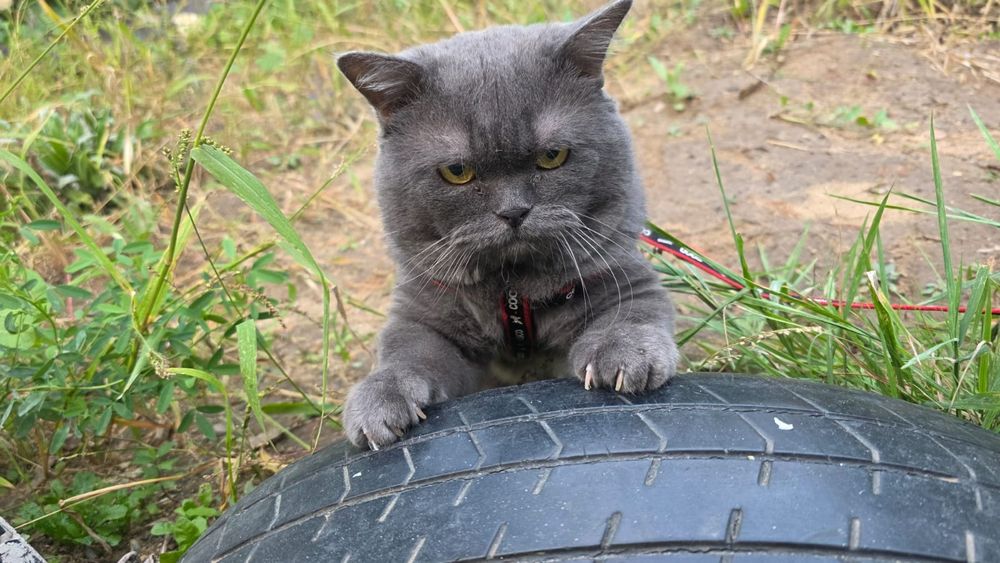 Вязка котик британец