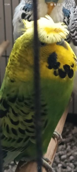 Vând peruși standard moțați, inelați 2024l/2025