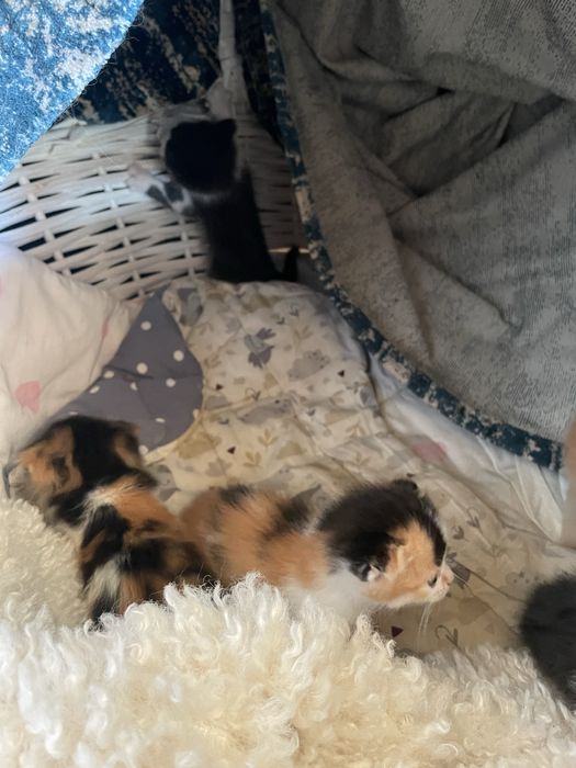Котята вислоухие