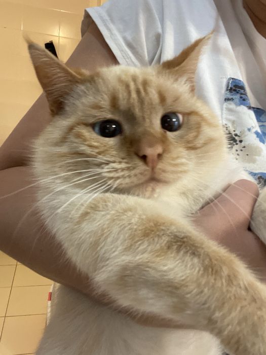 Котик в добрые руки