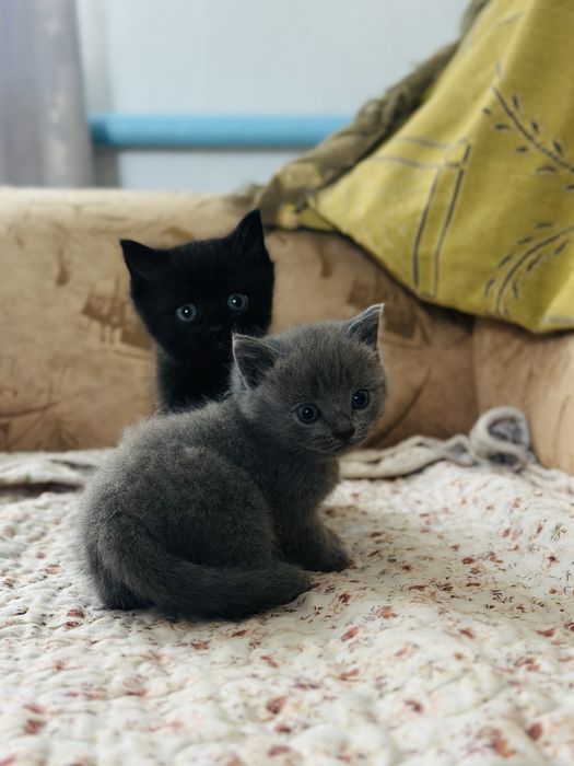 Отдам котят в хорошие руки