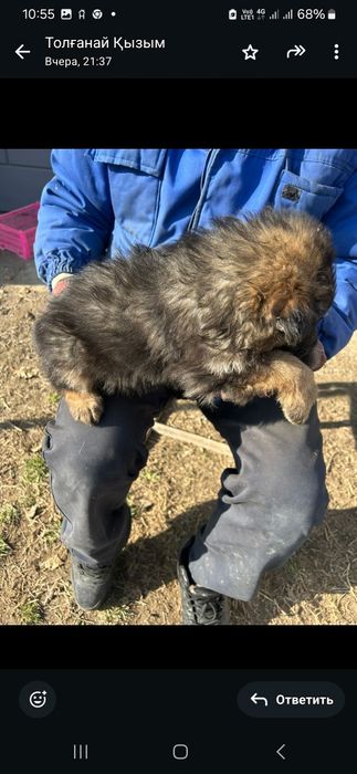 Продам щенки немецкий овчарки