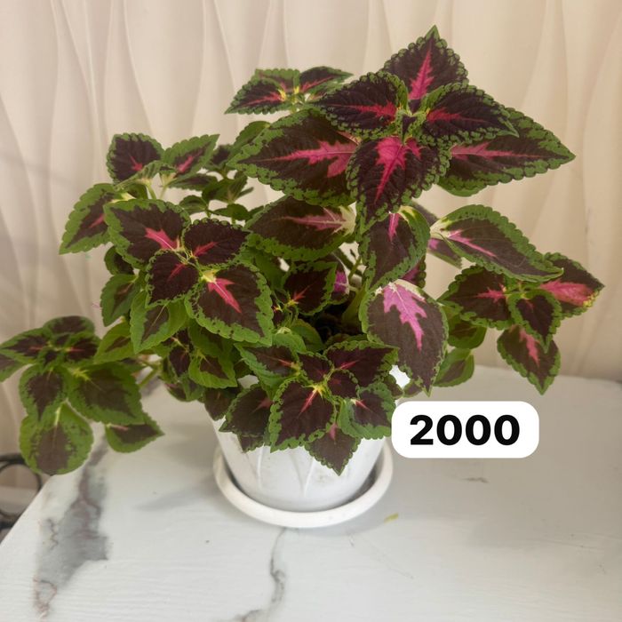 Цветы домашние цветы  драцена, замиикулькас