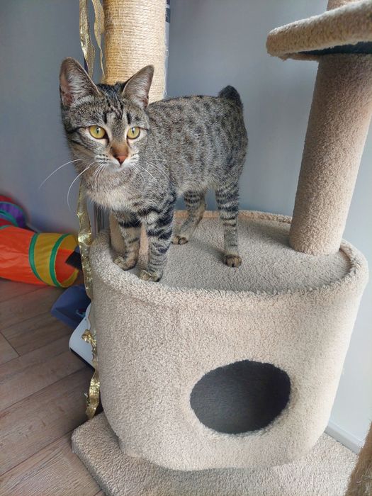 Котенок девочка стерилизованная