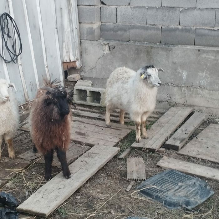 коза козёл козлы