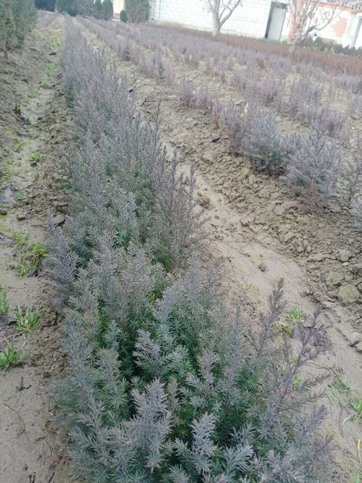 Sifatli archa koʻchatlari